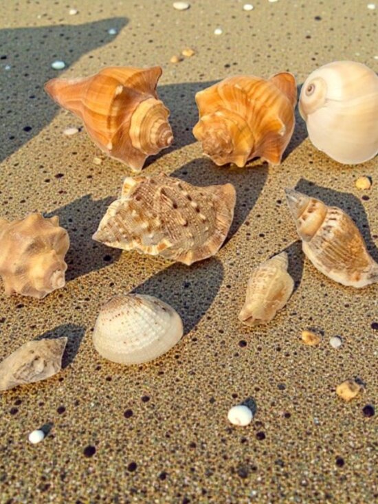 Other - Florida Sea Shells for Crafts